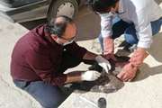 درمان جوجه عقاب بیمار در اداره دامپزشکی شهرستان رزن